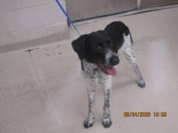 Hazel(27) -  Pointer Dog Available for Adoption in Marietta, Georgia - Hazel(27) | PetCurious