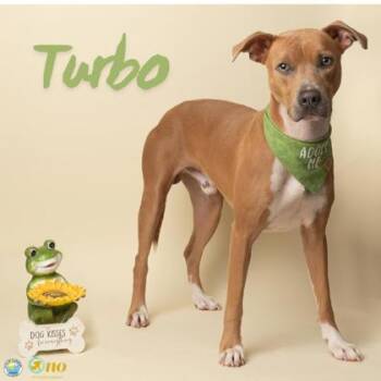 Turbo -  Pit Bull Terrier and Mixed Breed Dog for Adoption in Fairhope, Alabama - Turbo | PetCurious