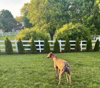 Greyhound Dogs Available for Adoption in New Hope, Pennsylvania - Shimmy | PetCurious