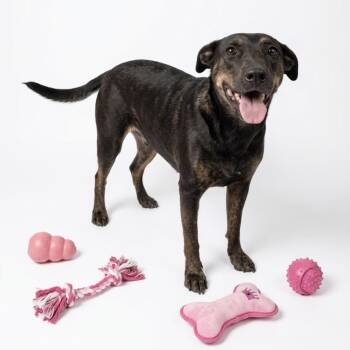Penny -  Black Labrador Retriever and Pit Bull Terrier Dog for Adoption in Seguin, Texas - Penny | PetCurious