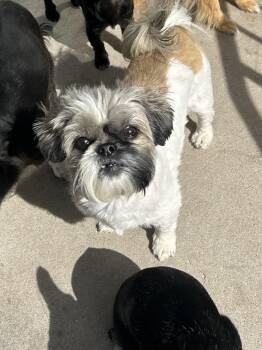 Shih Tzu Dogs Available for Adoption in Pocatello, Idaho - Poppy | PetCurious