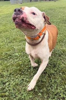 Sugar -  Pit Bull Terrier Dog for Adoption in Maryville, Tennessee - Sugar | PetCurious