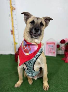 German Shepherd Dog and Belgian Shepherd Malinois Dogs Available for Adoption - Gunther | PetCurious