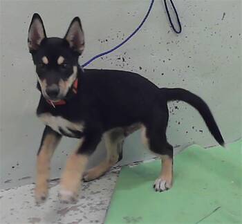 BLADE -  German Shepherd Dog and Mixed Breed Dog for Adoption in Houston, Texas - BLADE | PetCurious