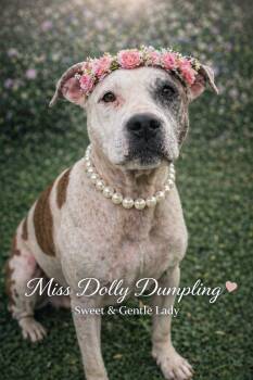 American Staffordshire Terrier and Boxer Dogs Available for Adoption in Farmington, Missouri - Miss Dolly Dumpling "Gertie" | PetCurious