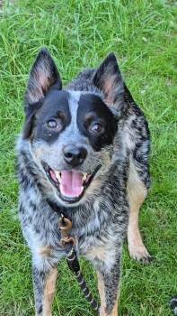 Rescue Australian Cattle Dog Blue Heeler Dogs for Adoption in Jacksonville, Oregon - Aussie | PetCurious