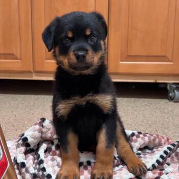 Nectarine -  Rottweiler Dog for Adoption in Valparaiso, Indiana - Nectarine | PetCurious