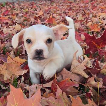 Huxley -  Mixed Breed Dog for Adoption in Naperville, Illinois - Huxley | PetCurious