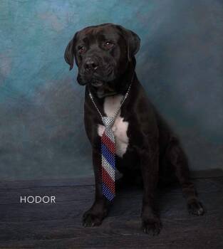 Labrador Retriever Dogs Available for Adoption in San Diego, California - Hodor | PetCurious