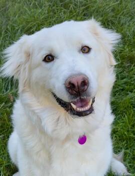 Lovie -  Great Pyrenees Dog for Adoption in Red Bluff, California - Lovie | PetCurious
