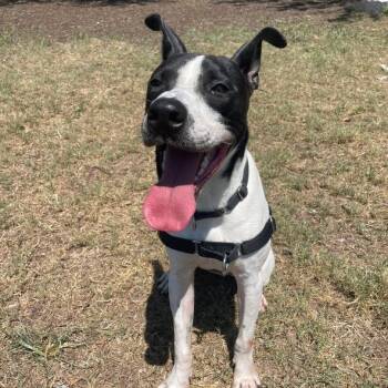 Cattle Dog Dogs Available for Adoption in Austin, Texas - Munch | PetCurious