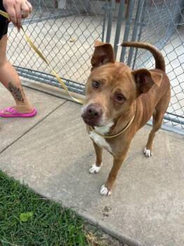 Rescue American Staffordshire Terrier Dogs for Adoption in Hillsboro, Missouri - Dexter | PetCurious