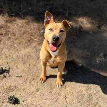 Mixed Breed Dogs Available for Adoption in Leesburg, Georgia - Drax | PetCurious