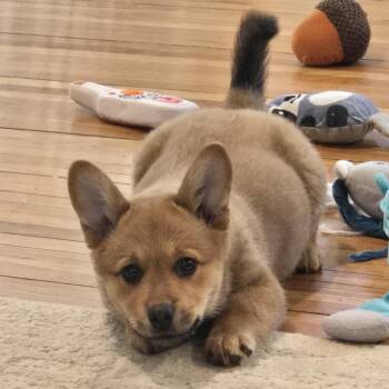 Cardigan Welsh Corgi and Cattle Dog Dogs Available for Adoption in Minneapolis, Minnesota - Eevee | PetCurious