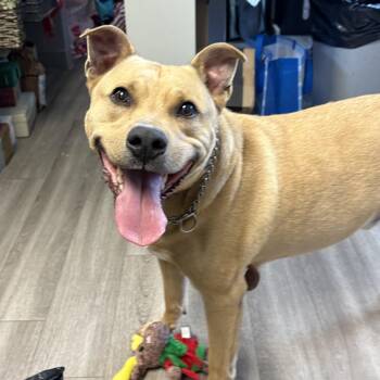 Tyson -  Black Mouth Cur Dog for Adoption in Milford, Connecticut - Tyson | PetCurious