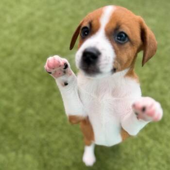 Cuspid 8122 -  Mixed Breed Dog for Adoption in Loxahatchee Groves, Florida - Cuspid 8122 | PetCurious