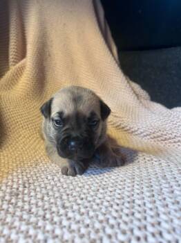 Pit Bull Terrier and Mixed Breed Dogs Available for Adoption - Moggy | PetCurious