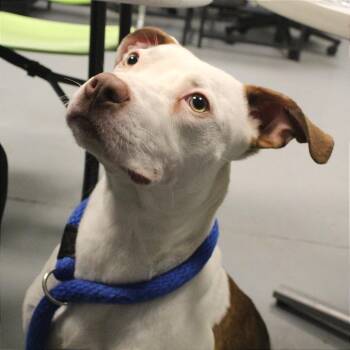 Mixed Breed Dogs Available for Adoption in Philadelphia, Pennsylvania - Crunchwrap | PetCurious