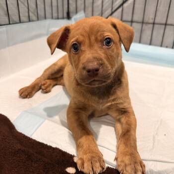 American Staffordshire Terrier and Labrador Retriever Dogs Available for Adoption in Indian Springs Village, Alabama - David | PetCurious
