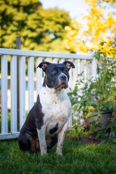 Royal -  Pit Bull Terrier Dog for Adoption in Detroit, Michigan - Royal | PetCurious