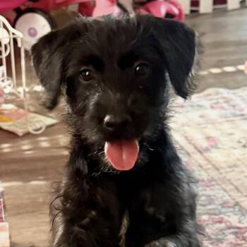 Penny -  Labradoodle Dog for Adoption in Georgetown, Texas - Penny | PetCurious