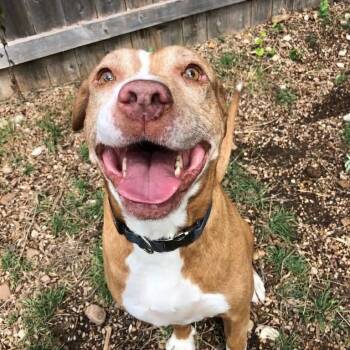 Navajo (Nav) -  Pit Bull Terrier Dog for Adoption in Martinez, California - Navajo (Nav) | PetCurious
