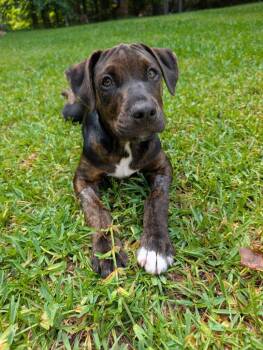 Canyon -  Pit Bull Terrier Dog for Adoption in New Bern, North Carolina - Canyon | PetCurious