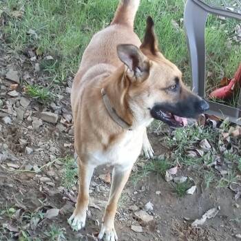 German Shepherd Dog and Mixed Breed Dogs Available for Adoption - Marley | PetCurious