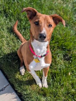 Australian Cattle Dog Blue Heeler Dogs Available for Adoption in Salt Lake City, Utah - Sheilah | PetCurious