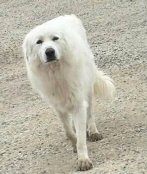 Yeti -  Great Pyrenees Dog Available for Adoption in Minneapolis, Minnesota - Yeti | PetCurious
