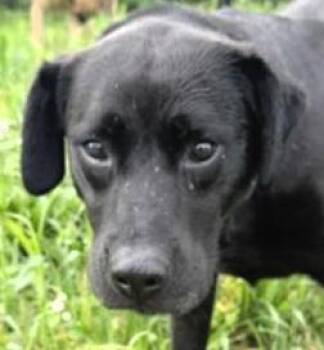 Dublin -  Labrador Retriever Dog for Adoption in Paris, Kentucky - Dublin | PetCurious