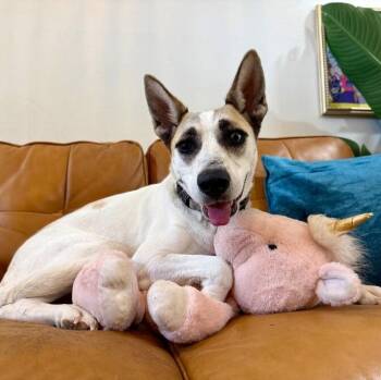 Princess Marigold Love Worth Waiting For -  Siberian Husky and Labrador Retriever Dog for Adoption in Friendswood, Texas - Princess Marigold Love Worth Waiting For | PetCurious