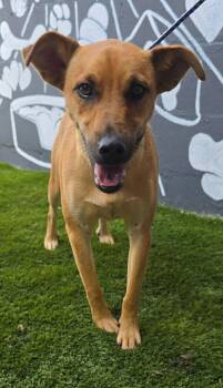 Bella (foster needed) -  Black Mouth Cur and Terrier Dog for Adoption in New York, New York - Bella (foster Needed) | PetCurious