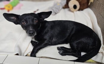Rescue Chihuahua and Dachshund Dogs for Adoption in Warren, Michigan - Shadow | PetCurious