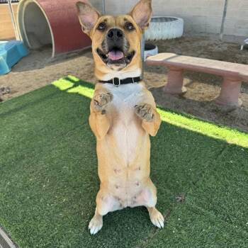 Agnes -  American Staffordshire Terrier Dog for Adoption in Phoenix, Arizona - Agnes | PetCurious
