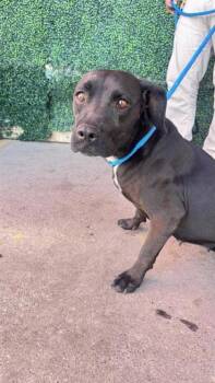 61173264 -  Labrador Retriever and Mixed Breed Dog for Adoption in El Paso, Texas - 61173264 | PetCurious