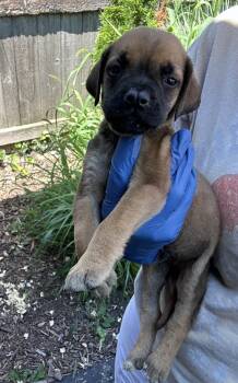 Pekoe -  Mastiff Dog for Adoption in Bull Valley, Illinois - Pekoe | PetCurious