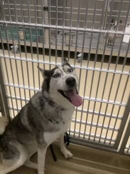 Rescue Husky and Mixed Breed Dogs for Adoption in Fort Worth, Texas - Freya | PetCurious