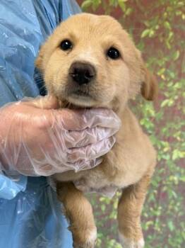 Retriever and Mixed Breed Dogs Available for Adoption in San Antonio, Texas - Dumpling | PetCurious
