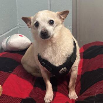 Chihuahua Dogs Available for Adoption in Goleta, California - Tommy | PetCurious