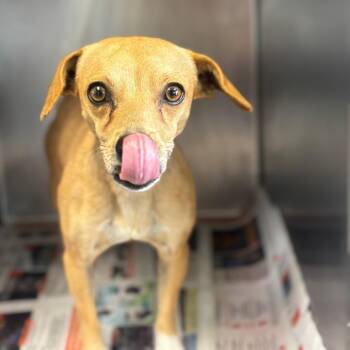 Chihuahua Dogs Available for Adoption in San Antonio, Texas - Cremita | PetCurious