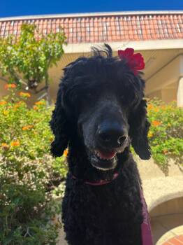 Dory -  Poodle Dog for Adoption in Kingsburg, California - Dory | PetCurious