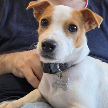 Biscuit -  Jack Russell Terrier Dog for Adoption in Houston, Texas - Biscuit | PetCurious