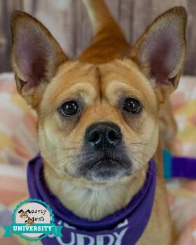 Wanda -  Corgi and Bulldog Dog for Adoption in Kennesaw, Georgia - Wanda | PetCurious