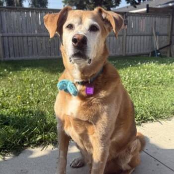 Beau -  Mixed Breed Dog for Adoption in Saskatoon, Saskatchewan - Beau | PetCurious