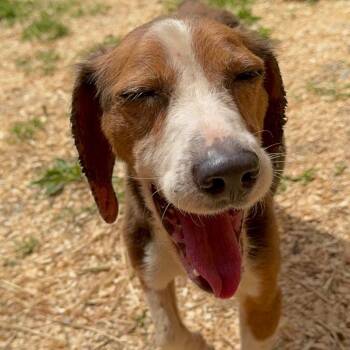 Smore -  Beagle Dog for Adoption - Smore | PetCurious