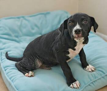 Junior 26/547 -  Pit Bull Terrier Dog for Adoption in Talladega, Alabama - Junior 26/547 | PetCurious