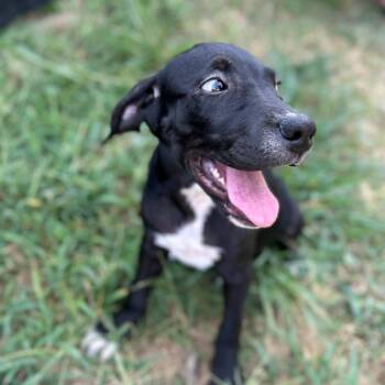Sabrina -  Great Dane Dog for Adoption in Manchester, Tennessee - Sabrina | PetCurious