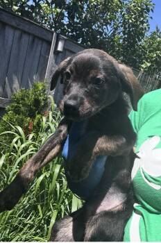 LionO -  Australian Shepherd Dog for Adoption in Bull Valley, Illinois - LionO | PetCurious