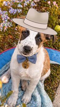 Border Collie Dogs Available for Adoption in Winter Park, Florida - Leo | PetCurious